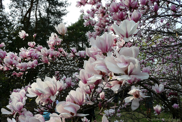 Dzień Magnolii, ogród botaniczny PAN w Powsinie.