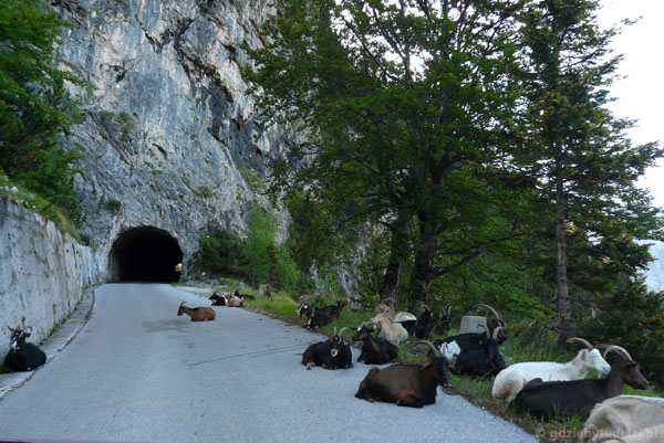 Kozy na drodze na Przełęcz Mangarcką.