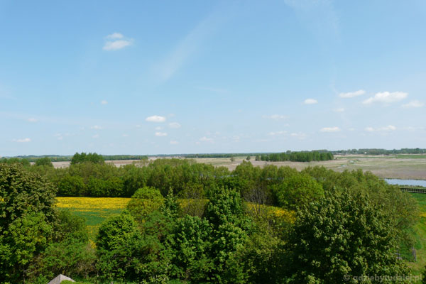 Widok z wieży na dolinę Narwi w okolicach Kurowa.