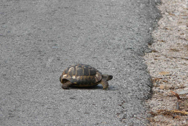 Nagle na jezdnię wtargnął żółw.
