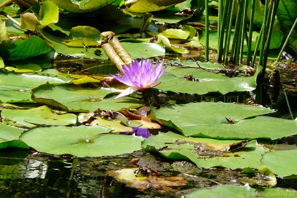Lotosy - indyjskie lilie wodne.