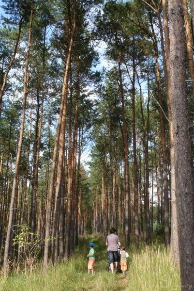 Spacer po lasach w Rozalinowie.