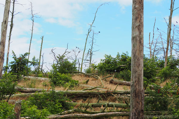 Miejsca gniazdowania kormoranów najłatwiej poznać po zniszczonym lesie.