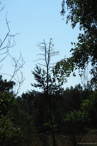 Kormorany suszą pióra na drzewach.
