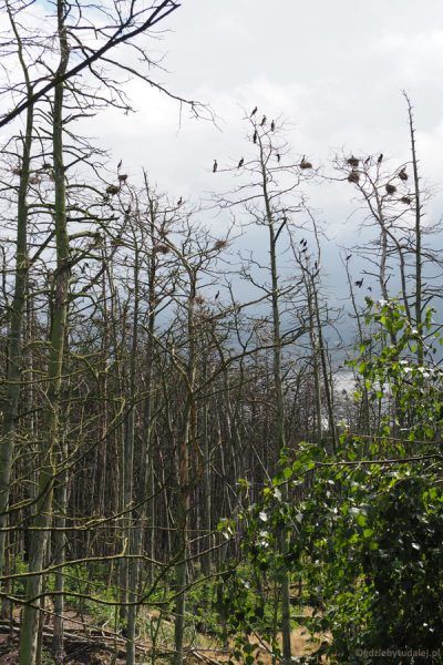 Las zniszczony przez kormorany.
