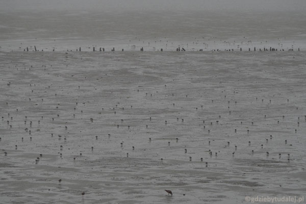 ...i widzimy, jak setki ptaków uwiajają się na dnie morza