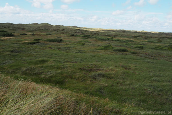 Niesamowite porośnięte trawą wydmy na południowy zachód od Skagen