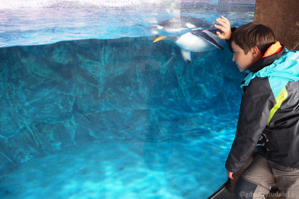 Zatoka pingwinów. Szyba umożliwia obserwację nad wodą i pod wodą