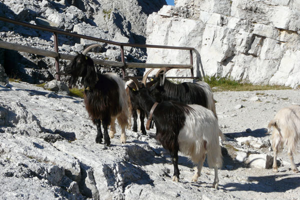 Pod La Rosettą witają nas towarzyskie kozy górskie.