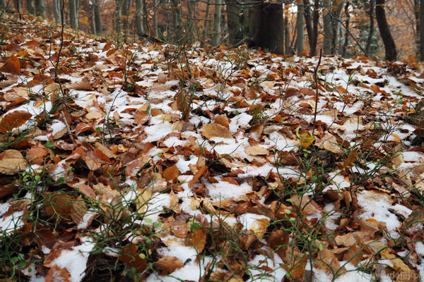 W okolicy szczytu liście pokrywa cieniutka warstwa świeżego śniegu.