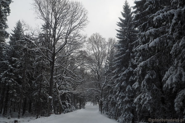 Droga do Bystrzycy Kłodzkiej wiedzie przez piękny zimowy las