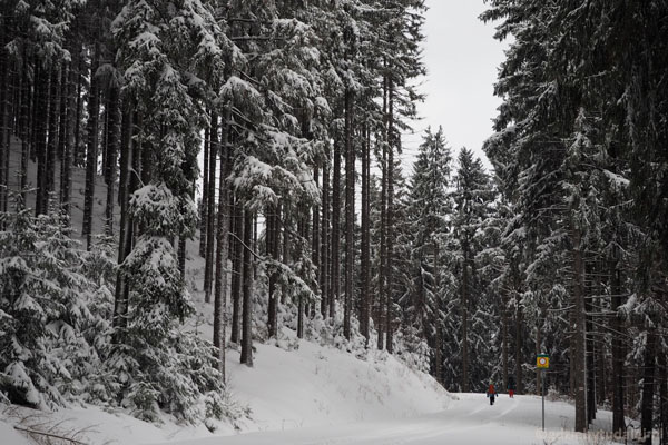 Nasza droga wiedzie przez piękny zimowy las.