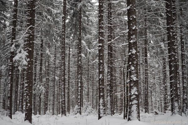 Zimowy las jak z bajki